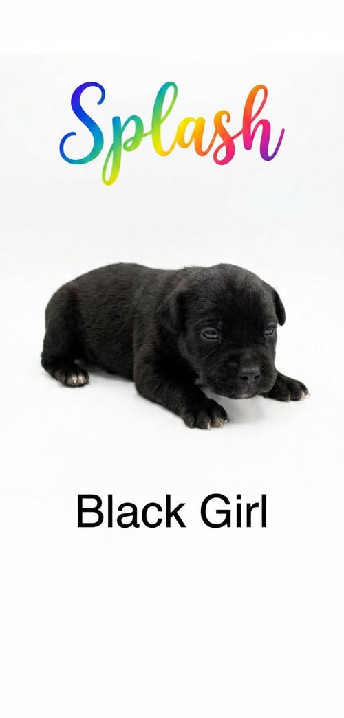 SPLASH - NEMO LITTER - American Staffordshire Terrier available for adoption