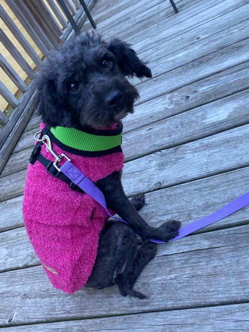 POODLIE - Poodle (Miniature) / Poodle (Standard) available for adoption