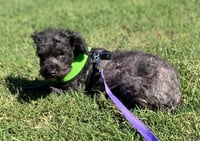 Poodlie - Photo 3