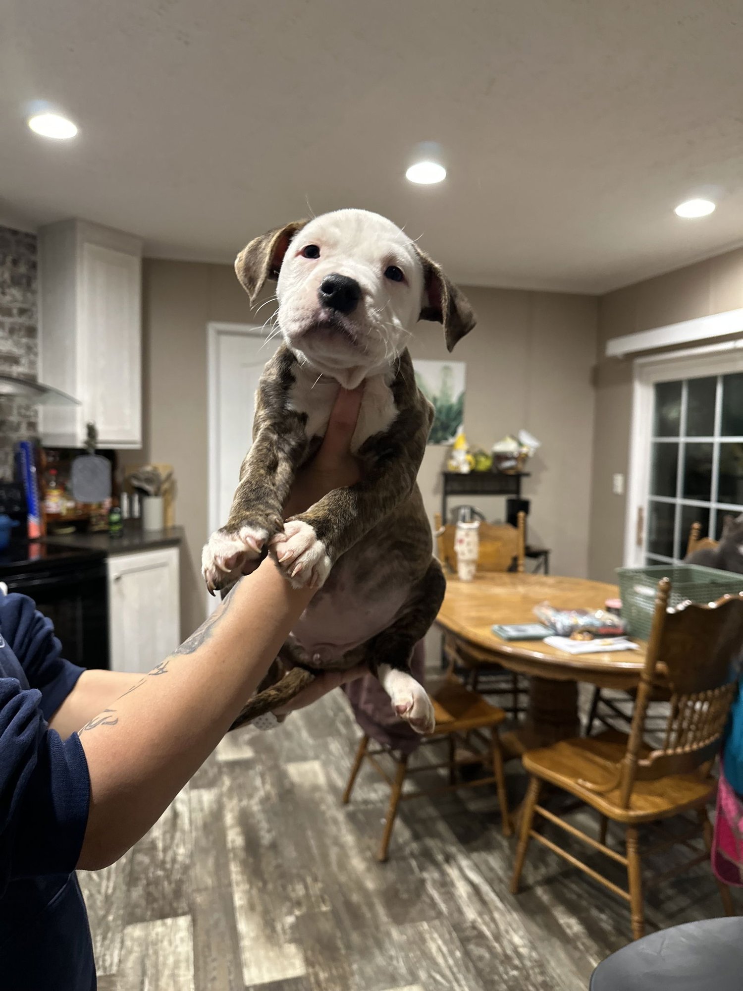 BLITZEN - American Staffordshire Terrier available for adoption