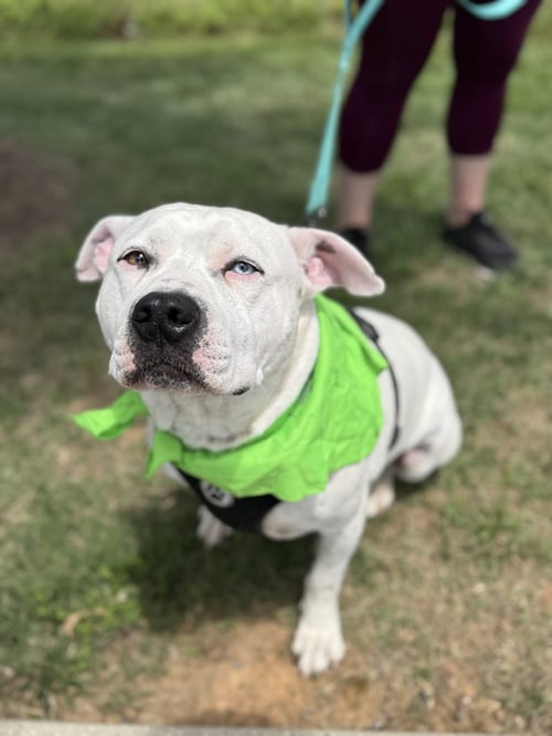 SAMMY - American Staffordshire Terrier available for adoption