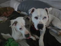 SAMMY - Photo 8