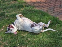 SAMMY - Photo 5
