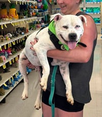 SAMMY - Photo 3