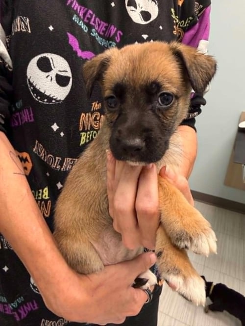 PEANUT- TWITCH TEAM LITTER - Shepherd available for adoption