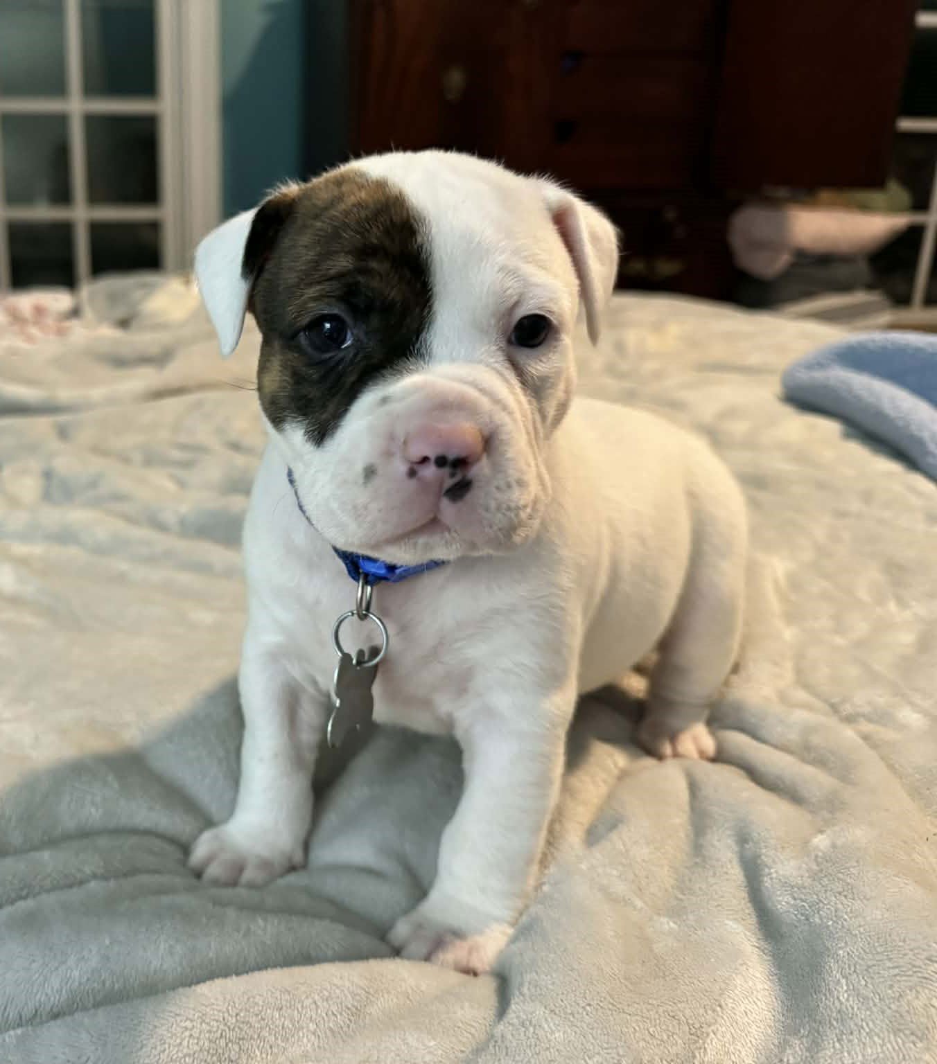 BUBBA - THE WRECKING CREW - Boxer / Bulldog available for adoption