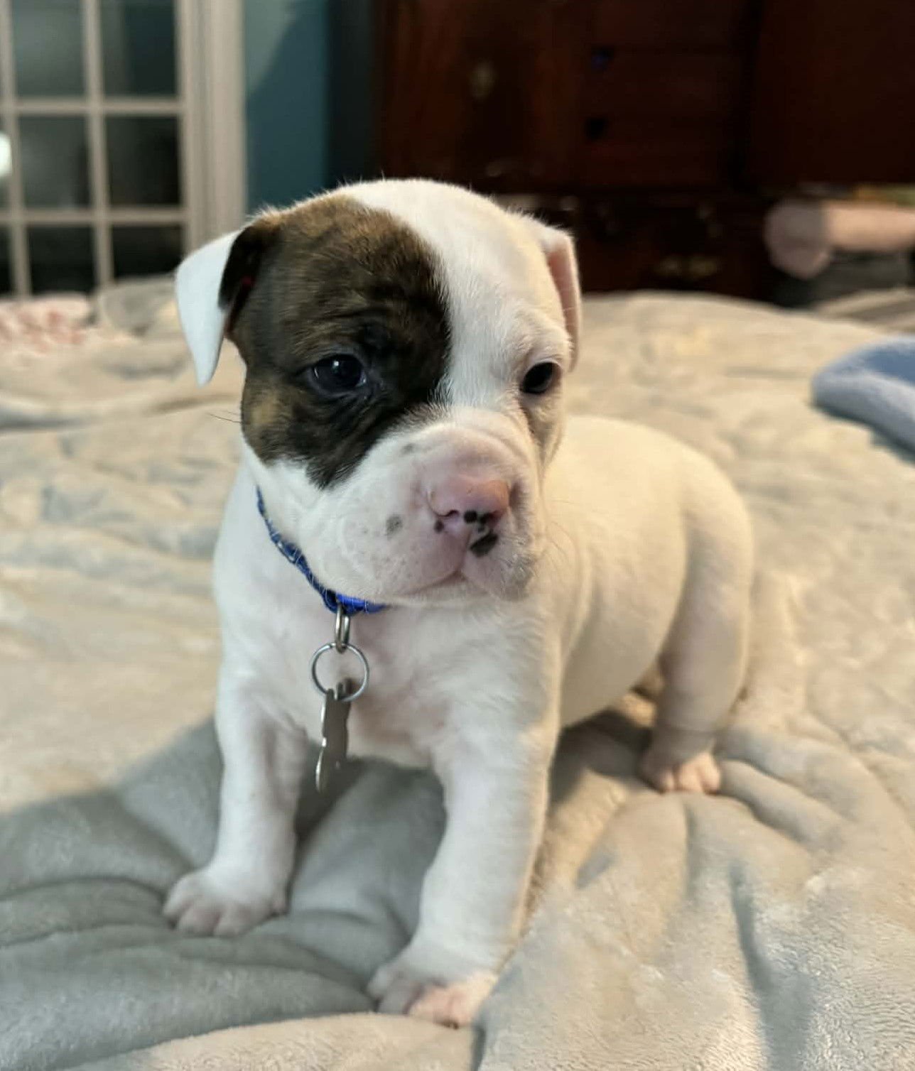 BUBBA - THE WRECKING CREW - Boxer / Bulldog available for adoption