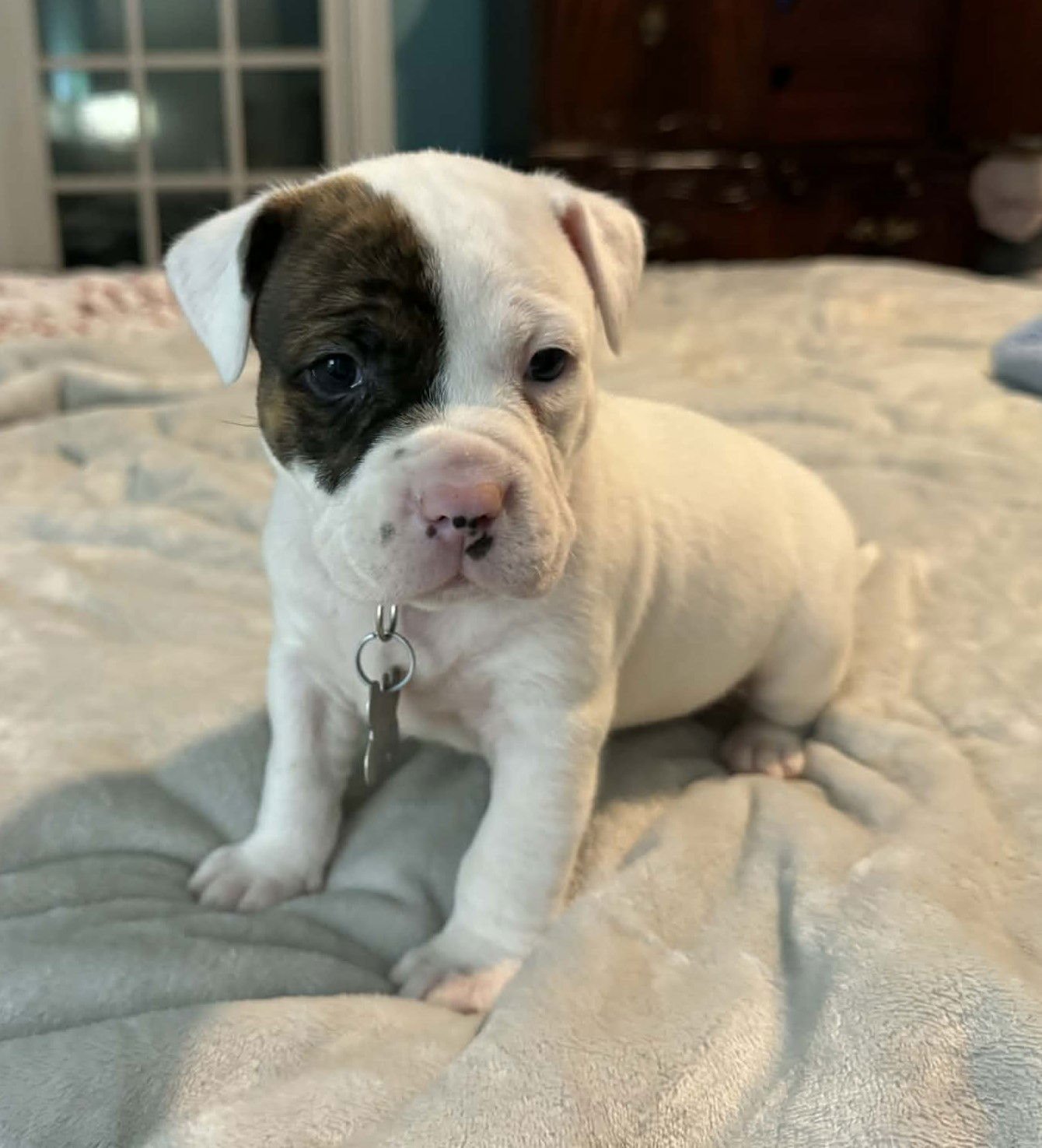 Bubba - The Wrecking Crew - Photo 3