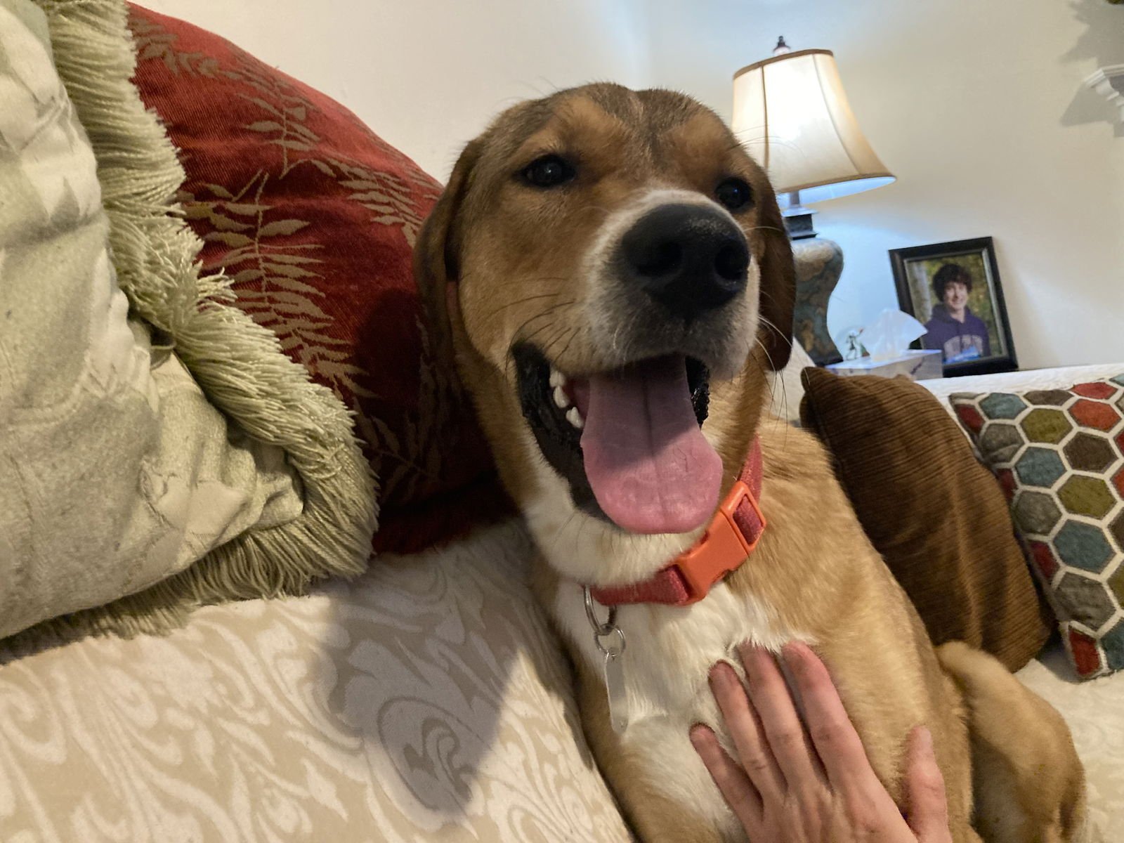 WILLOW (COURTESY) - Hound / Shepherd available for adoption