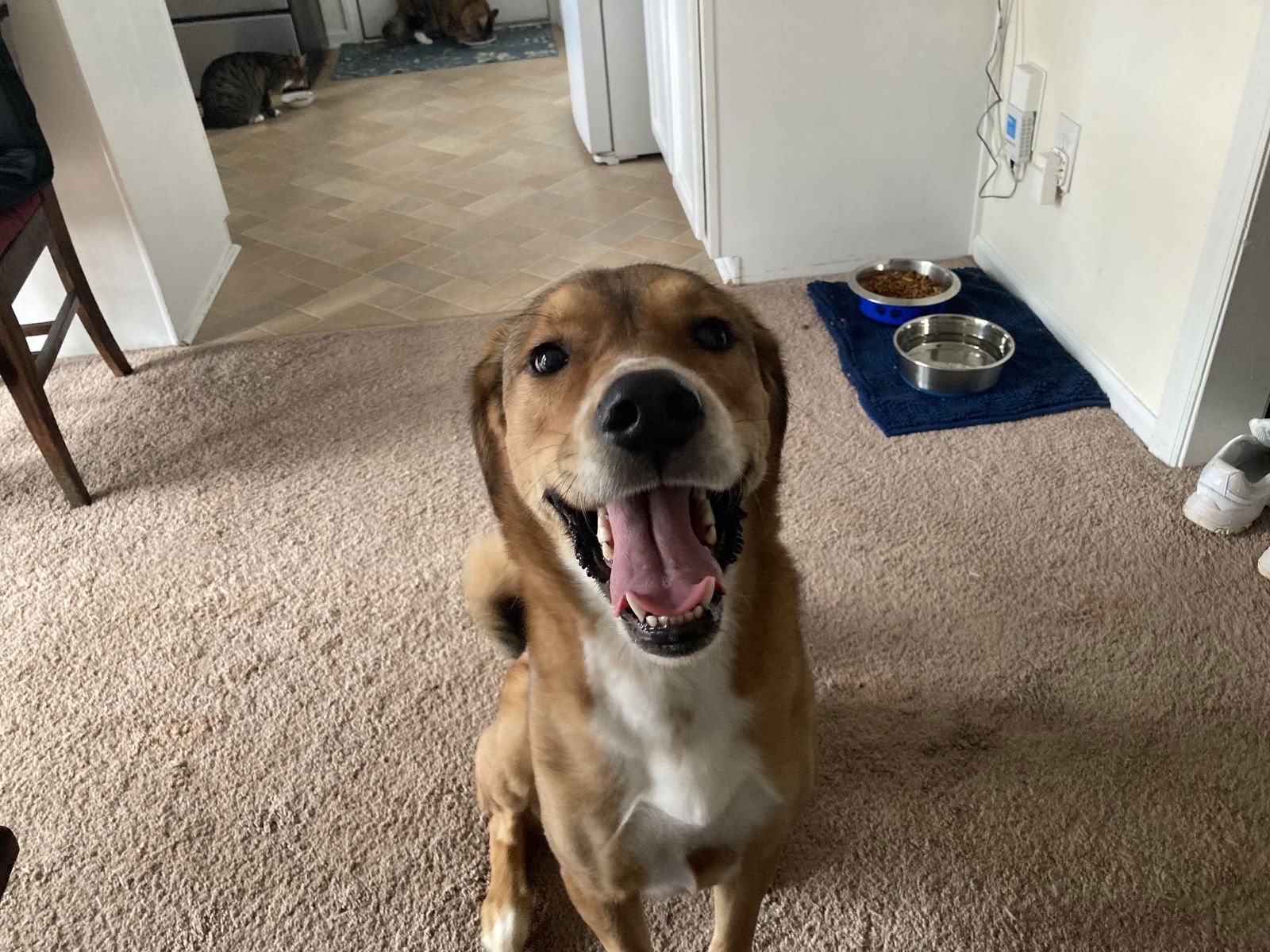 WILLOW (COURTESY) - Hound / Shepherd available for adoption