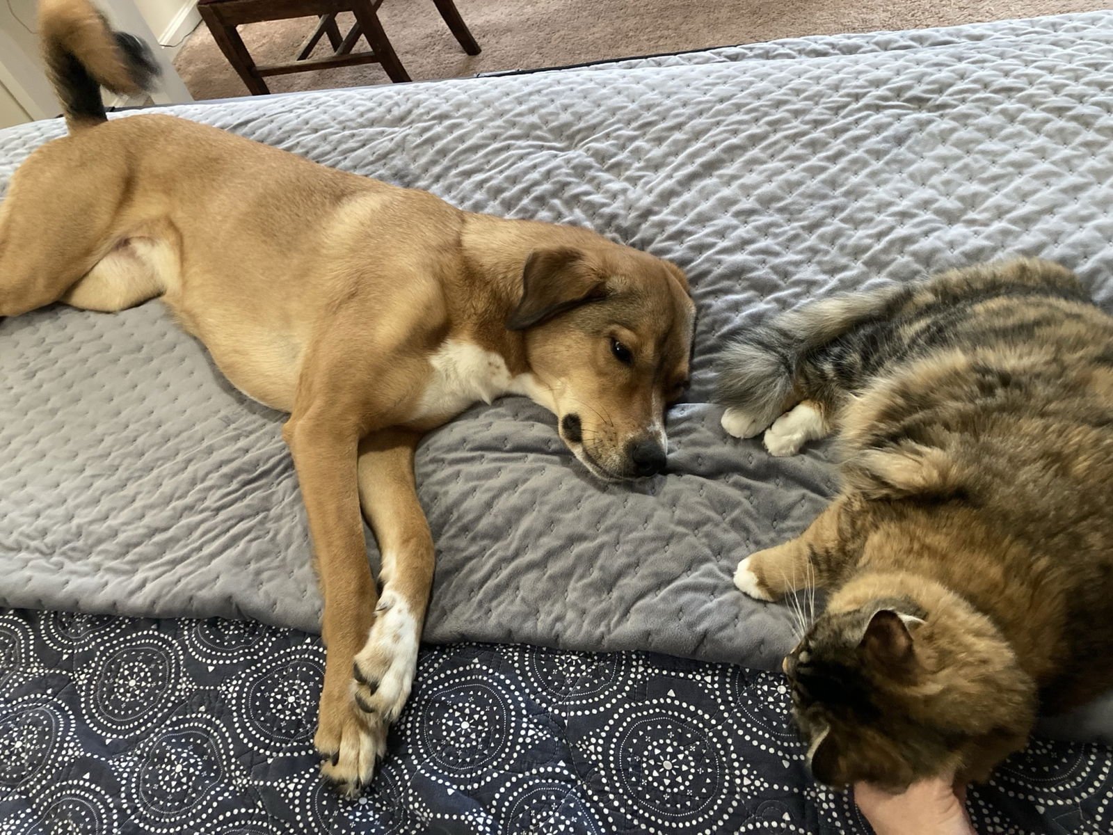 Willow (Courtesy) - Photo 3