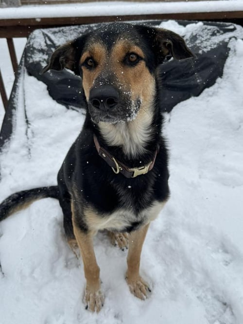 FIYERO - German Shepherd Dog available for adoption