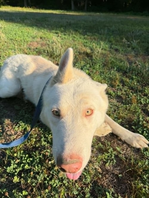 GHOST - Husky / Siberian Husky available for adoption