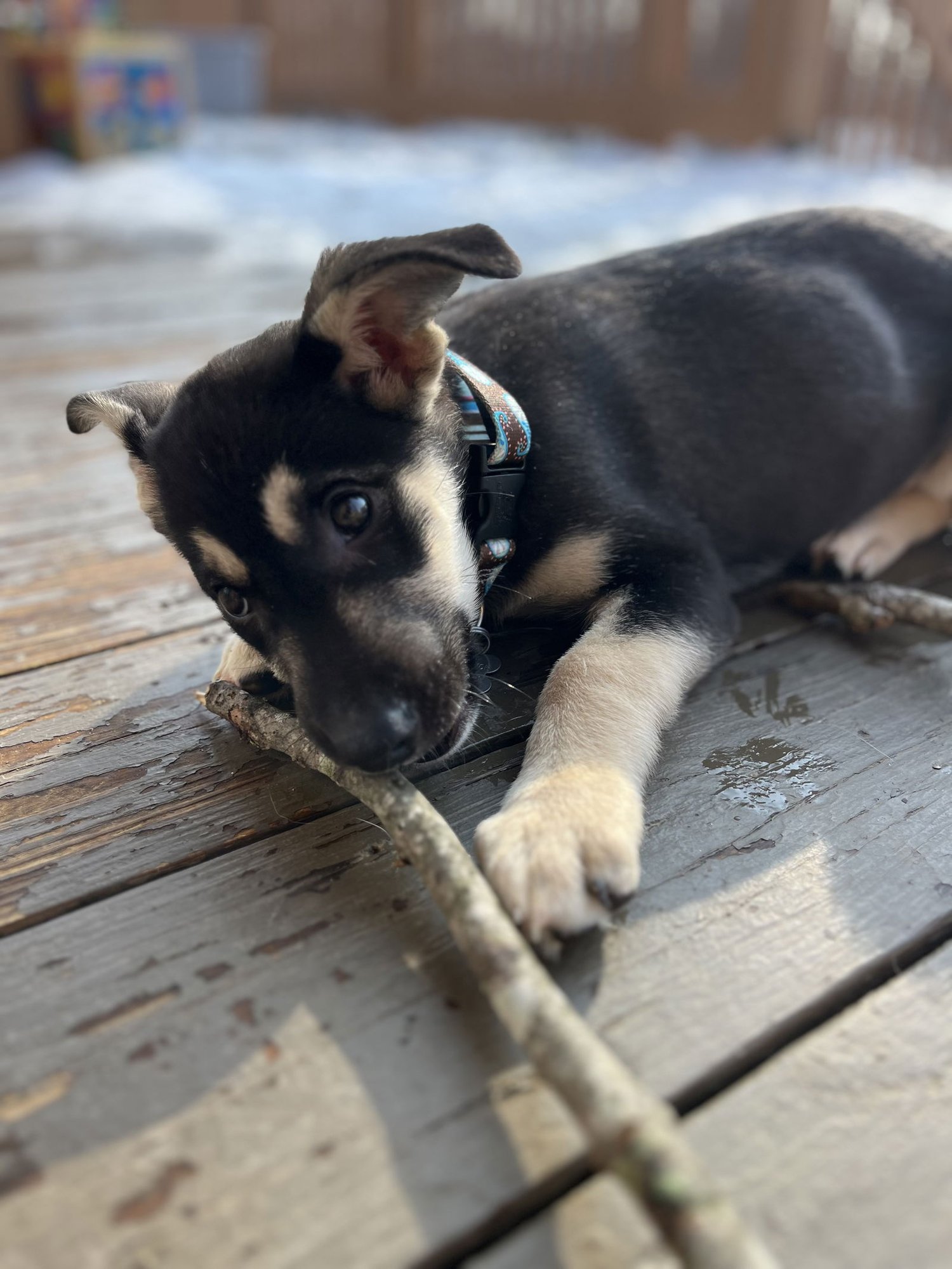 JOPLIN - German Shepherd Dog available for adoption