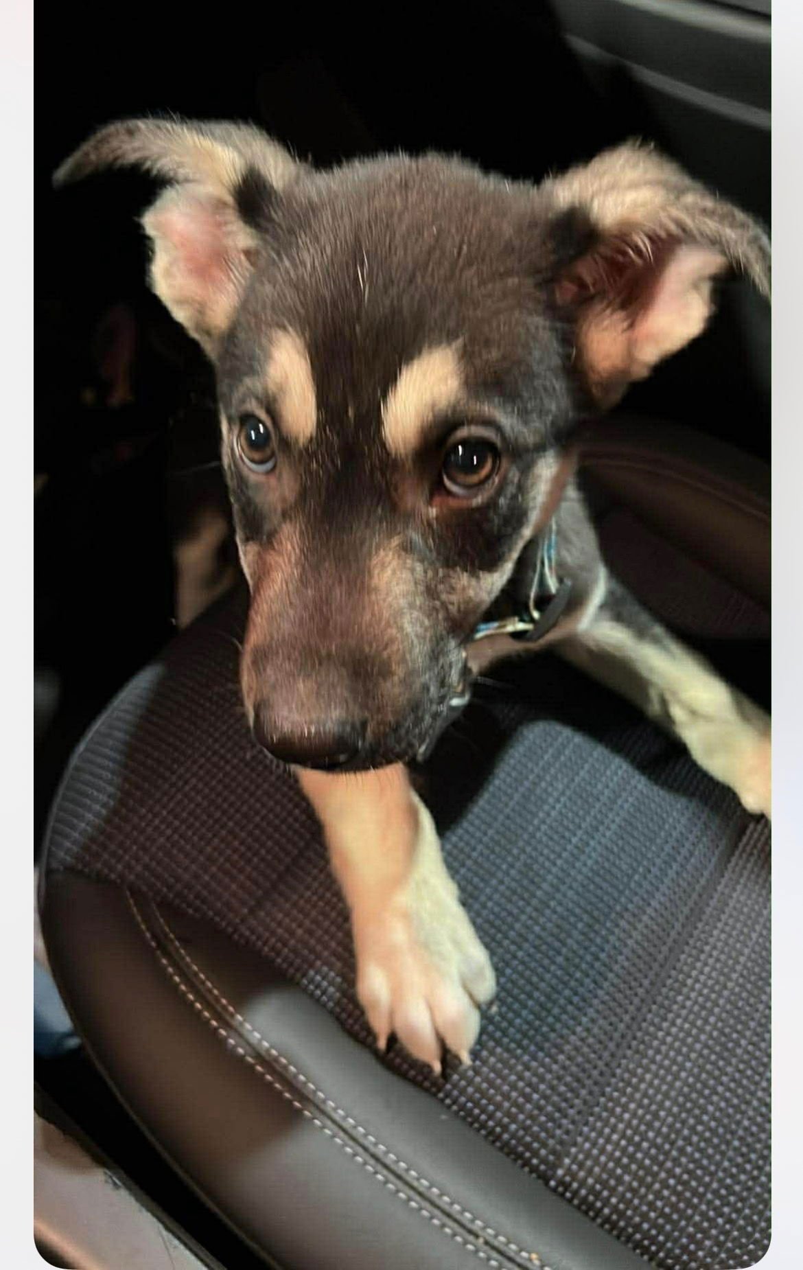 JOPLIN - German Shepherd Dog available for adoption