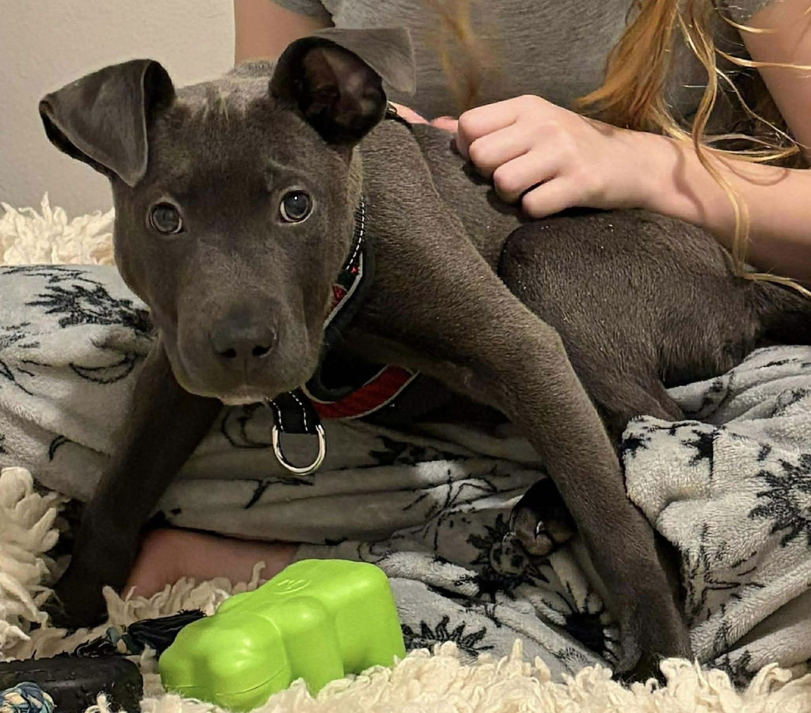 FERNANDO - American Pit Bull Terrier available for adoption