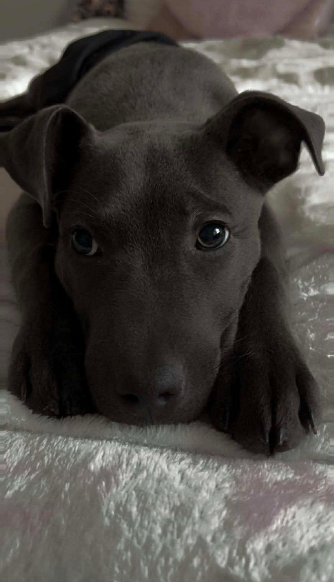 FERNANDO - American Pit Bull Terrier available for adoption