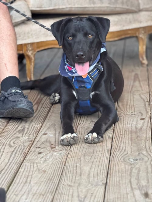 THEO - Shepherd available for adoption