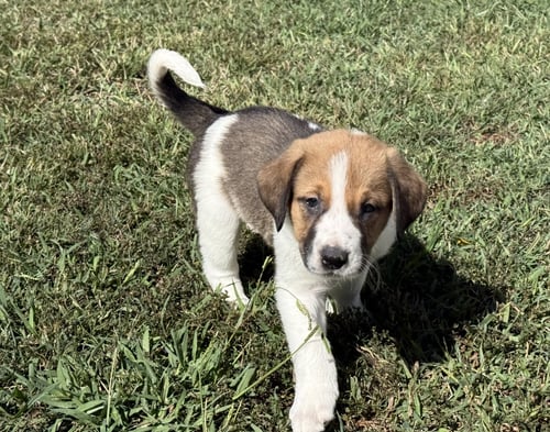 RIPLEY - HALLOWEEN LITTER - Anatolian Shepherd / Hound available for adoption