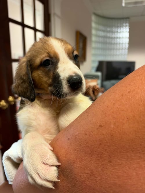RIPLEY - HALLOWEEN LITTER - Anatolian Shepherd / Hound available for adoption