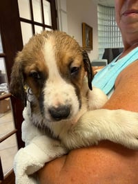 Ripley - Halloween Litter - Photo 3