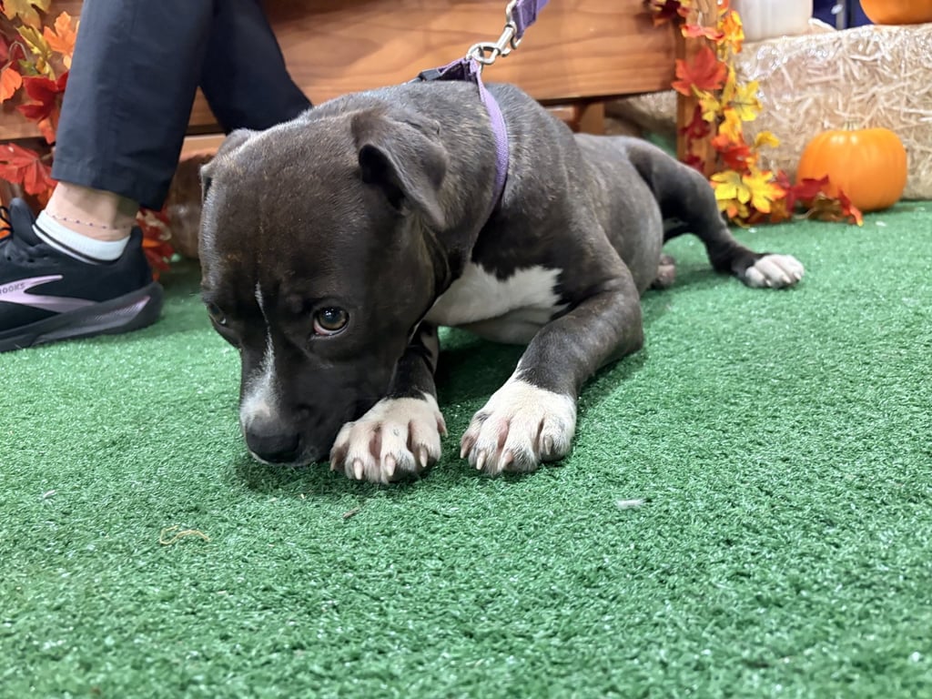 Potato (gravy's litter) Image