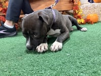 Potato (gravy's litter) - Photo 1