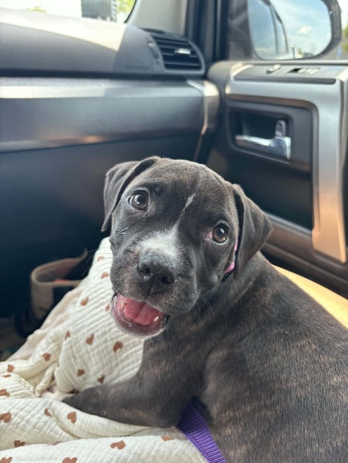 POTATO (GRAVY'S LITTER) - Staffordshire Bull Terrier / American Staffordshire Terrier available for adoption