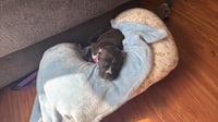 Potato (gravy's litter) - Photo 3