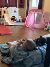 Potato (gravy's litter) - Photo 6