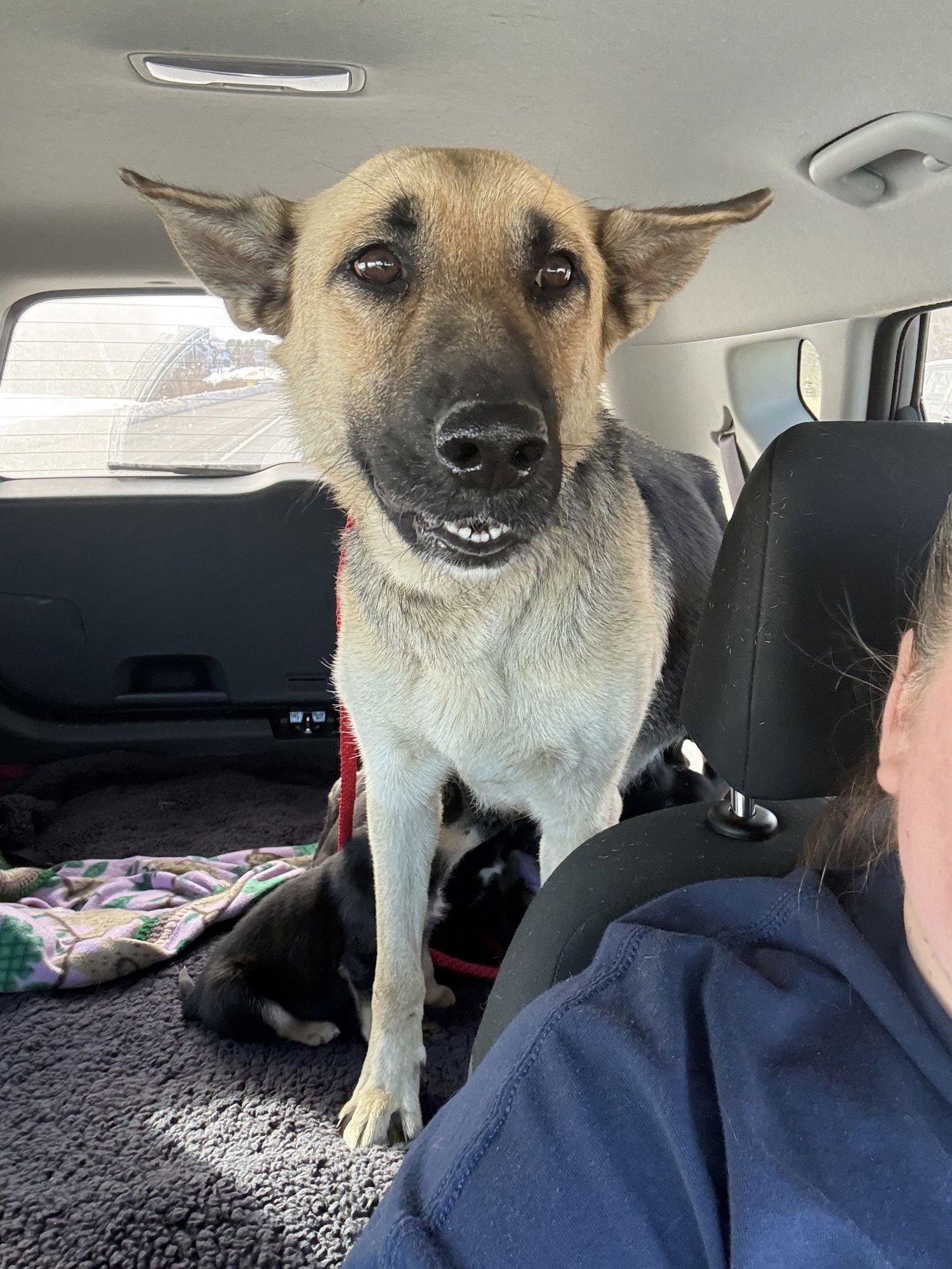 HARLEY (PLANET MAMA) - German Shepherd Dog / Shepherd available for adoption