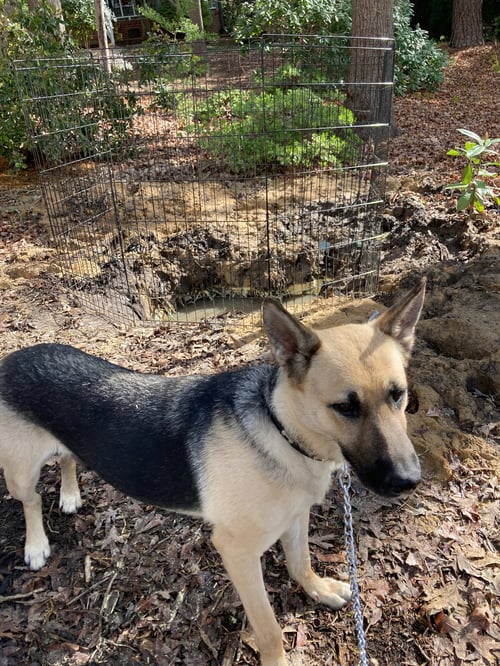 HARLEY (PLANET MAMA) - German Shepherd Dog / Shepherd available for adoption