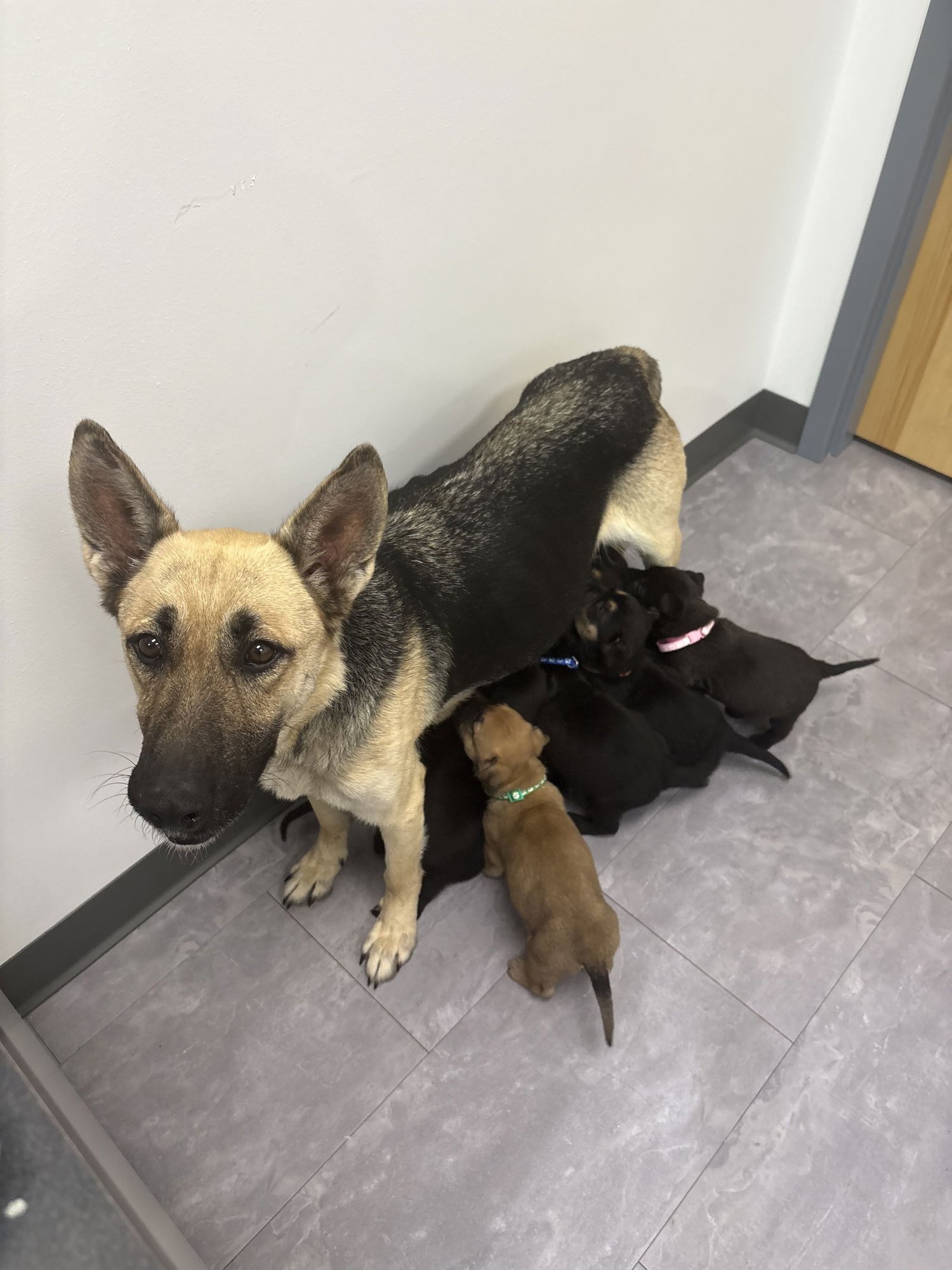 Harley (Planet mama) - Photo 3