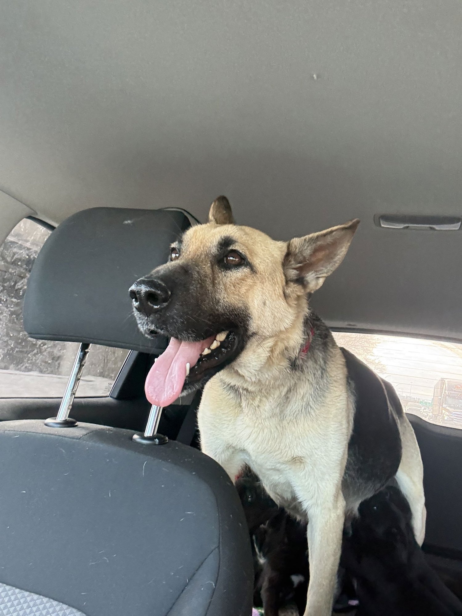 Harley (Planet mama) - Photo 4