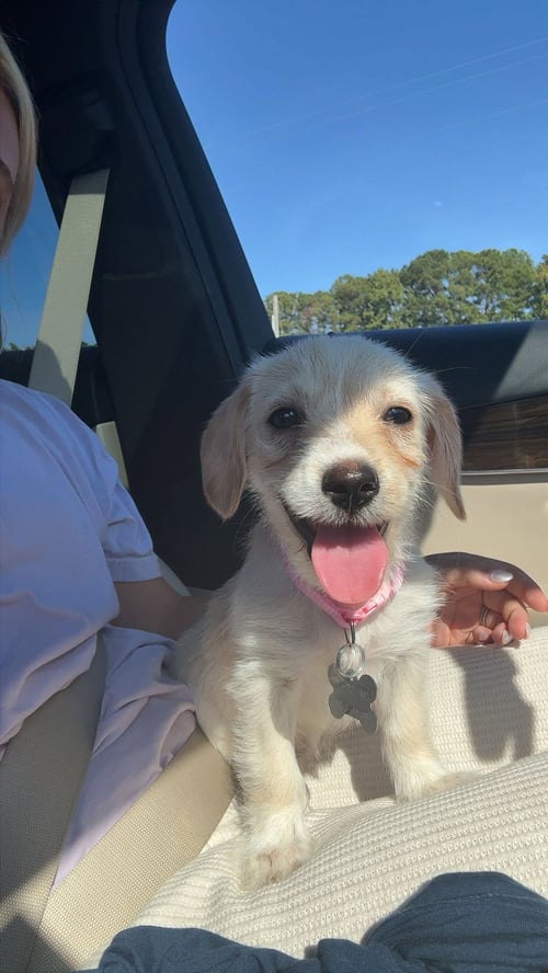 BIRDIE - "B" LITTER - Terrier available for adoption