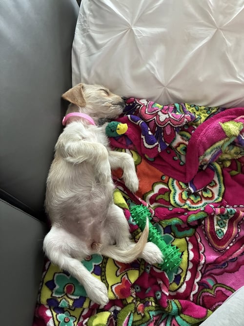 BIRDIE - "B" LITTER - Terrier available for adoption