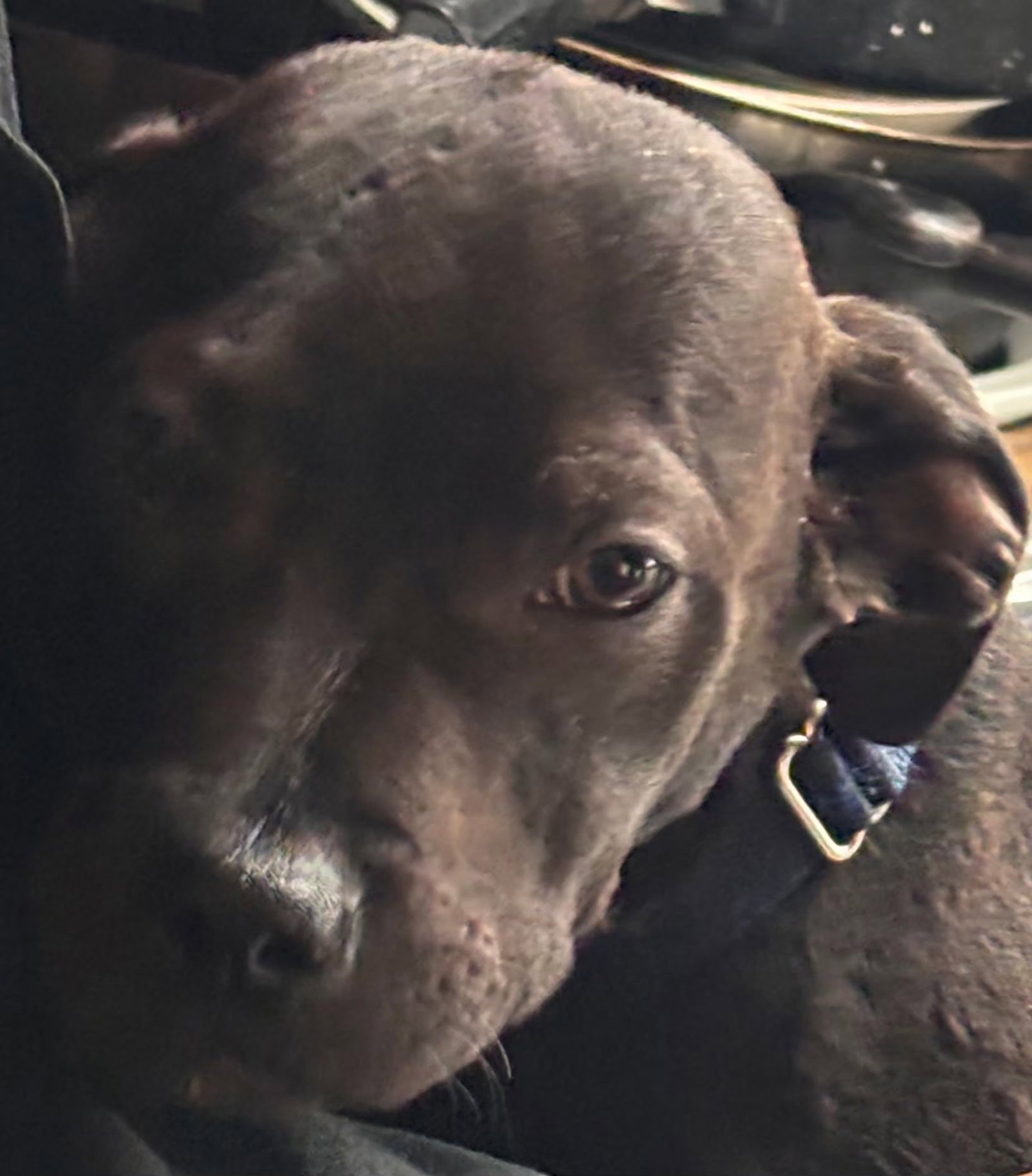 DUSTIN - Boxer / American Staffordshire Terrier available for adoption