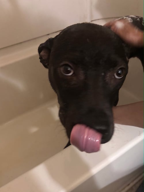 DUSTIN - Boxer / American Staffordshire Terrier available for adoption