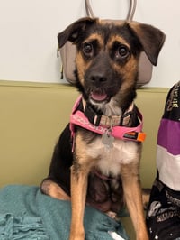Hallie (Twitch Litter Mom) - Photo 5