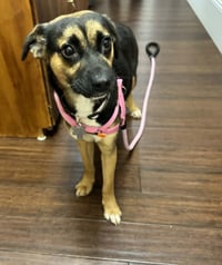 Hallie (Twitch Litter Mom) - Photo 2