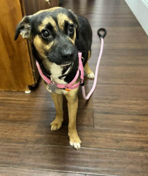 HALLIE (TWITCH LITTER MOM) - Shepherd available for adoption