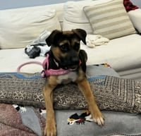 Hallie (Twitch Litter Mom) - Photo 8