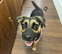Hallie (Twitch Litter Mom) - Photo 6