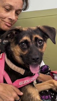 Hallie (Twitch Litter Mom) - Photo 7