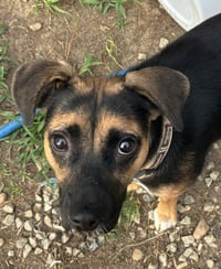 Hallie (Twitch Litter Mom) - Photo 3