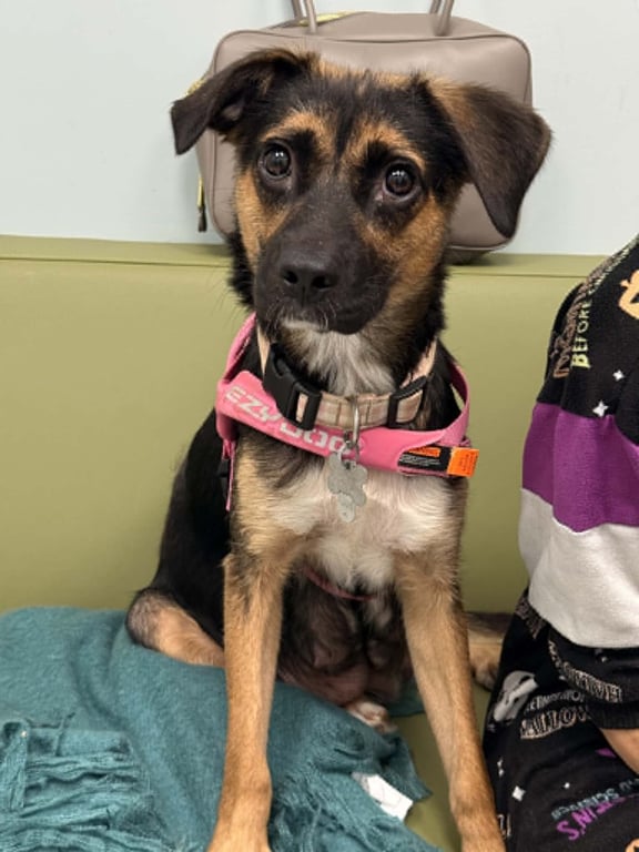 Hallie (Twitch Litter Mom) Image
