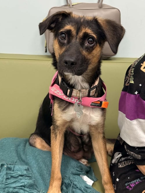 HALLIE (TWITCH LITTER MOM) - Shepherd available for adoption