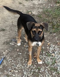 Hallie (Twitch Litter Mom) - Photo 4