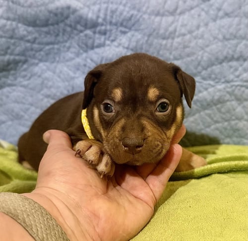 OCTAVIA- BELLES & BEAU LITTER - American Staffordshire Terrier available for adoption