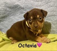Octavia- Belles & Beau Litter - Photo 1